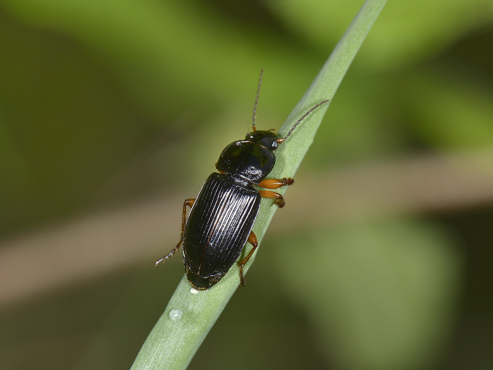 Carabide equilibrista: Anisodactylus binotatus
